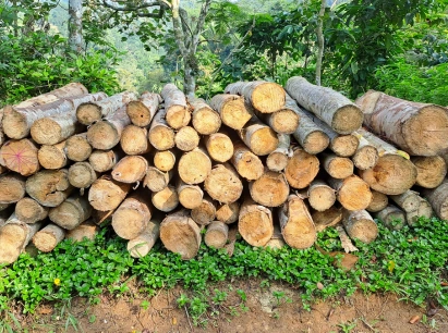 Teak Wood log Manufacturers in Chennai